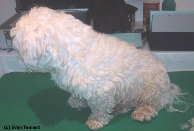 Weißer Hund mit dichtem, langem Fell vor dem Schnitt