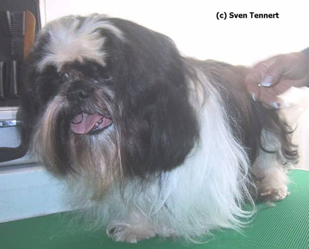 Derselbe Shih Tzu nach Wäsche und Fellpflege