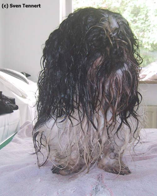 Shih Tzu mit nassem, verfilztem Fell vor der Pflege