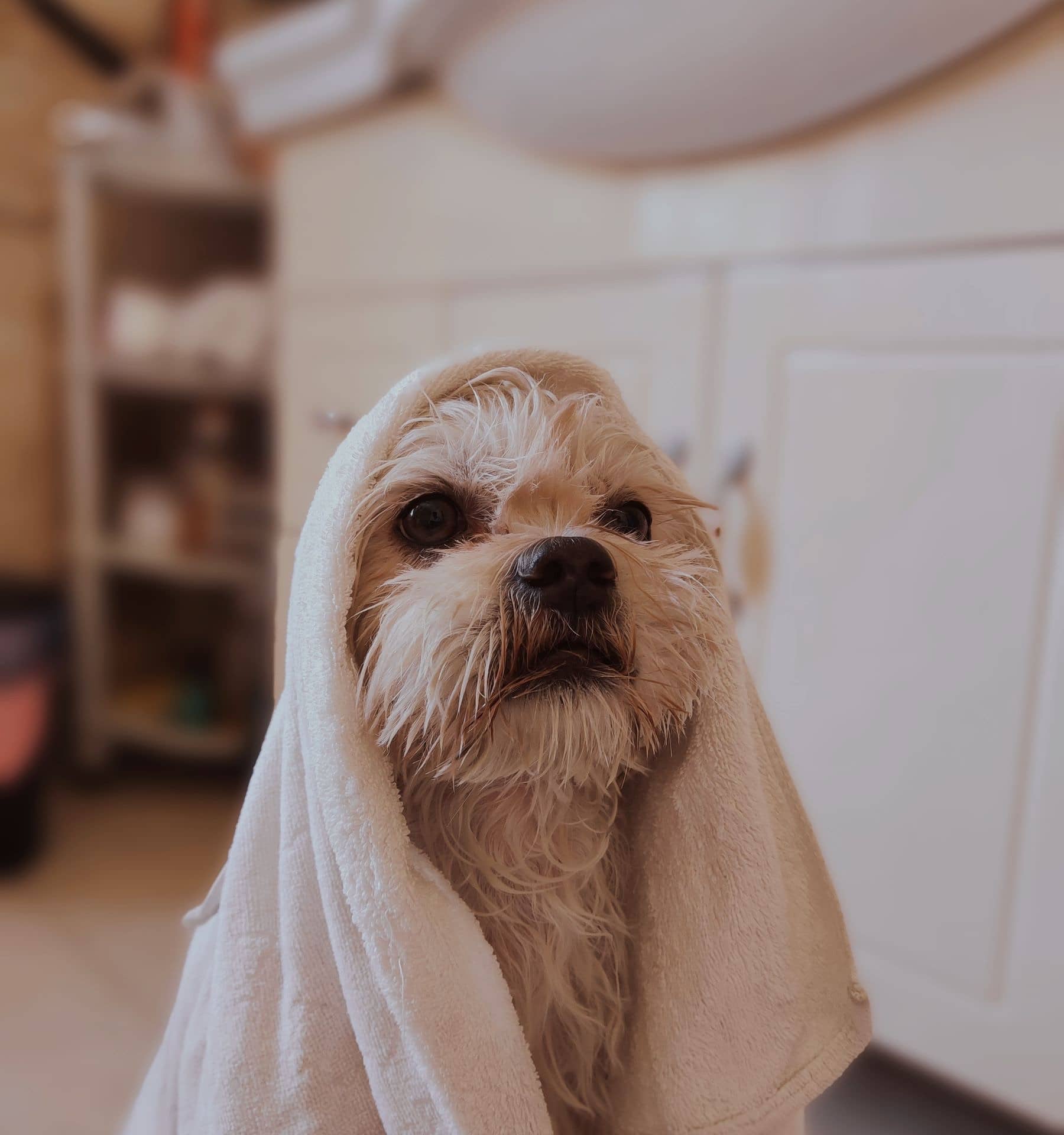 Frisch gebadeter kleiner Hund, in ein Handtuch gewickelt