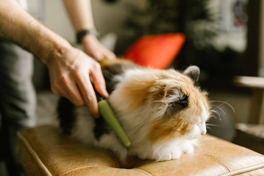 Langhaarkatze wird ruhig mit einem Kamm durch das Fell gebürstet
