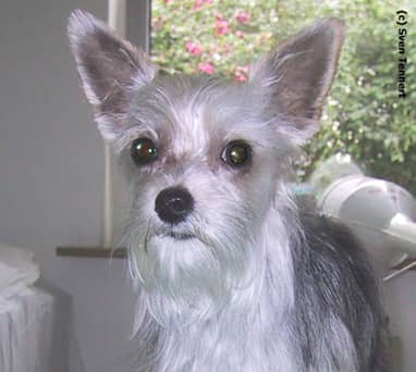 Yorkshire Terrier nach der Fellpflege