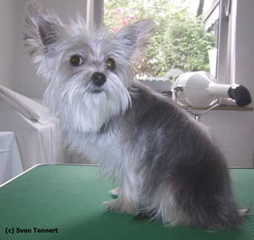 Yorkshire Terrier mit ungepflegtem Fell
